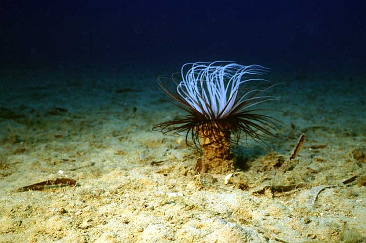 50 Cerianthus membranaceus.jpg - Vive saldamente ancorato al fondo melmoso.